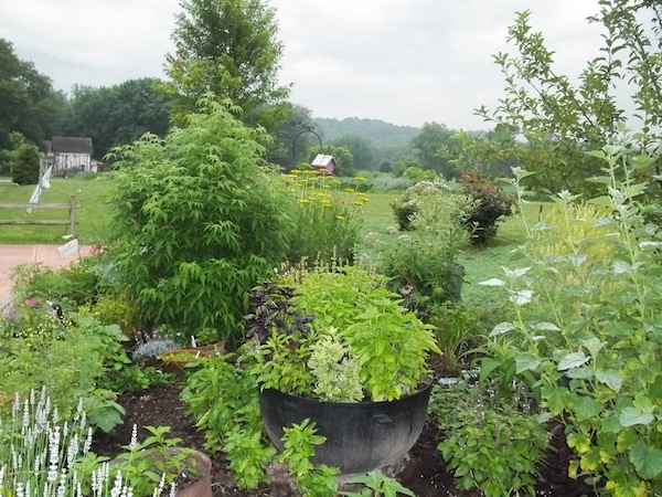 Growing the Best Herbs for Containers